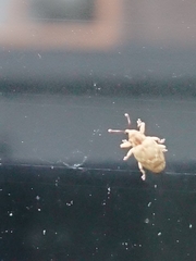 Aneuma compta