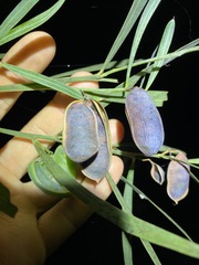 Acacia suaveolens