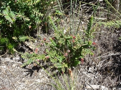 Darwinia citriodora