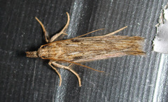 Metopleura potosi