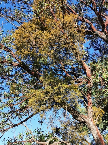 Phoradendron bolleanum, photograph 4