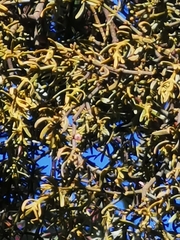 M. Socorro González Elizondo, CC BY-SA, iNaturalist via GBIF Phoradendron bolleanum, photograph M. Socorro González Elizondo, CC BY-SA, iNaturalist via GBIF