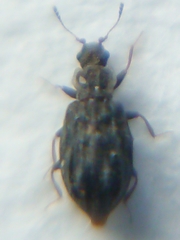 Latridiinae