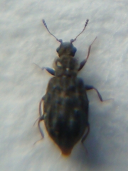 Latridiinae