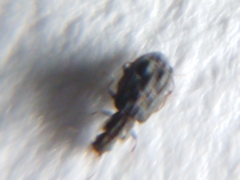 Latridiinae