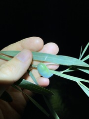 Acacia suaveolens