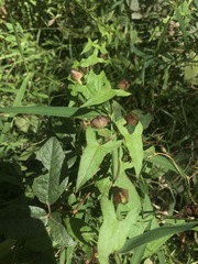 Calystegia marginata