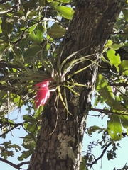 Tillandsia erubescens
