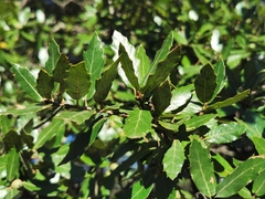 Quercus eduardii