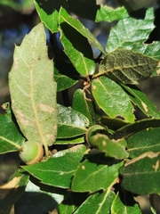 Quercus eduardii