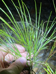 Schizaea
