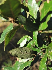 Quercus eduardii