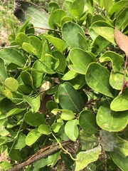 Vincetoxicum carnosum