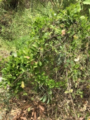 Vincetoxicum carnosum