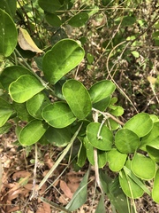 Vincetoxicum carnosum