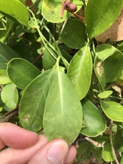 Vincetoxicum carnosum