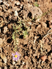 Symphyotrichum moranense
