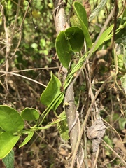 Vincetoxicum carnosum