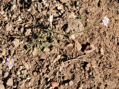 Symphyotrichum moranense