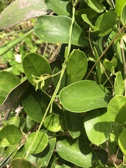 Vincetoxicum carnosum