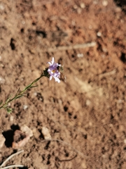 Symphyotrichum moranense
