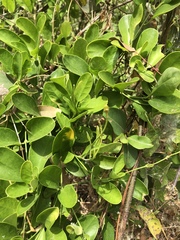 Vincetoxicum carnosum