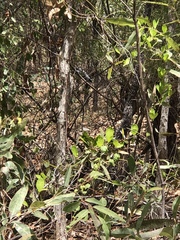 Vincetoxicum carnosum