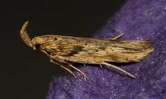 Metopleura potosi