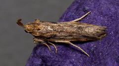 Metopleura potosi