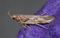 Metopleura potosi