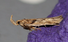 Metopleura potosi