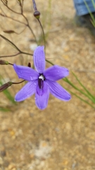 Agrostocrinum hirsutum