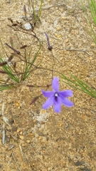 Agrostocrinum hirsutum
