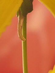 Goodenia arguta