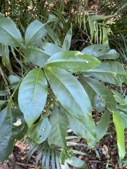 Melicope micrococca