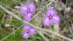 Thysanotus multiflorus