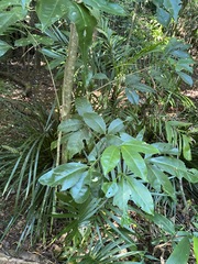 Melicope micrococca