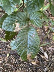 Rubus moorei