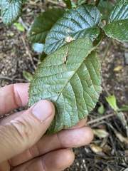 Rubus moorei
