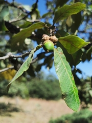 Quercus convallata