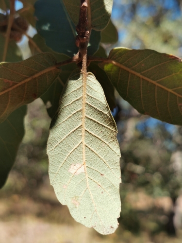 Quercus convallata