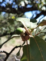 Quercus convallata