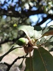 Quercus convallata