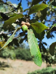Quercus convallata