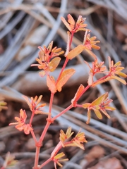 Euphorbia anychioides