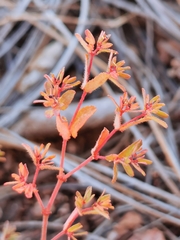 Euphorbia anychioides