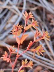 Euphorbia anychioides