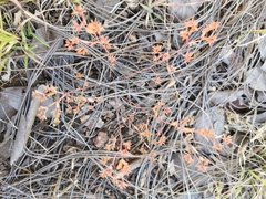 Euphorbia anychioides