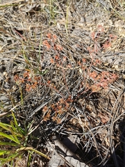 Euphorbia anychioides