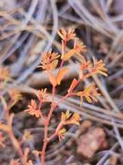 Euphorbia anychioides